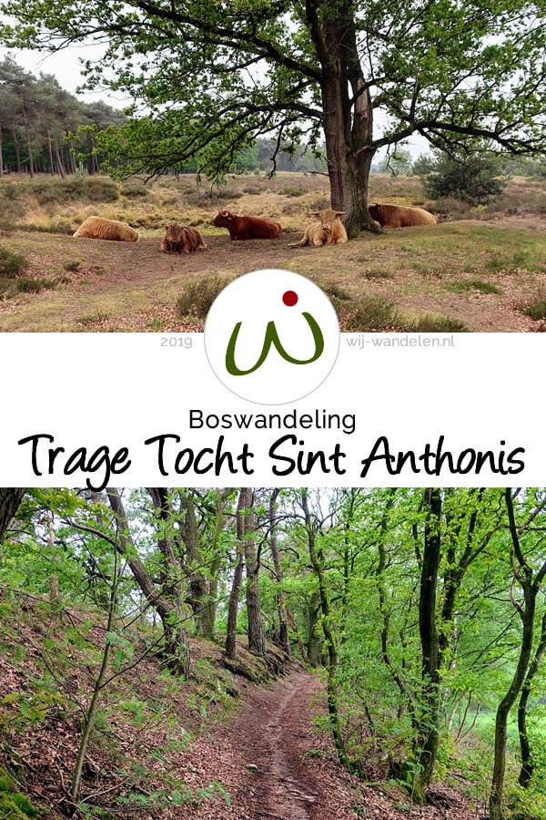 Trage Tocht Sint Anthonis is een mooie boswandeling (17 km) in Noord-Brabant. Struinen door het bos. Grote heidevelden met Schotse Hooglanders.