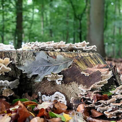 Zwammen op een boomstronk