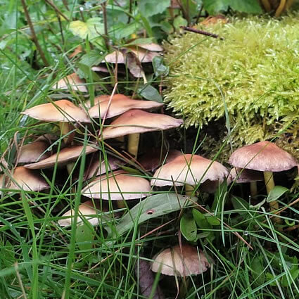 Heksenkring ?? op een boomstronk