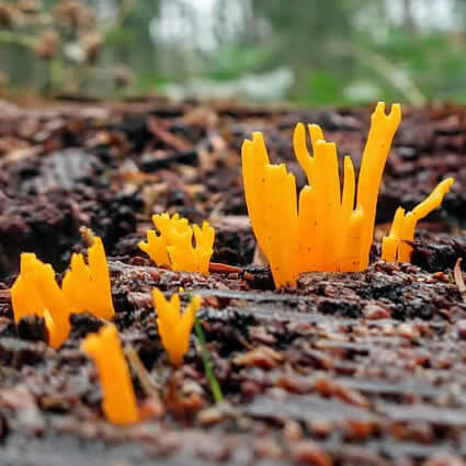 Dit is het kleverige koraalzwammetje