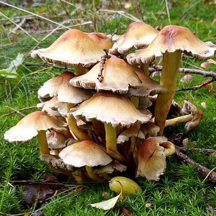 Nog meer paddenstoelen