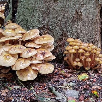 Veel paddenstoelen onder een boom