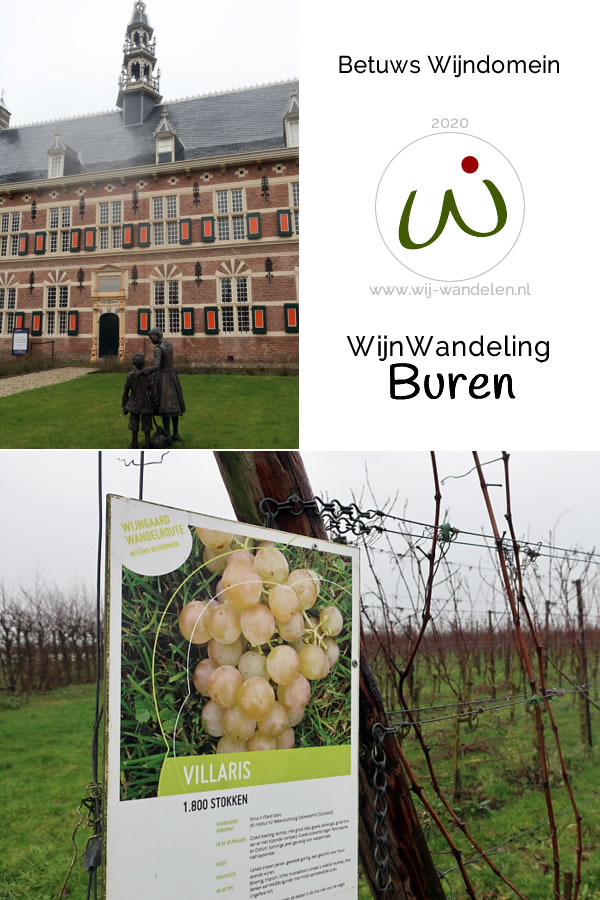 Wijnwandeling Buren | 13 km | Wandelen door de wijngaard van het Betuws Wijndomein | Historisch stadje Buren