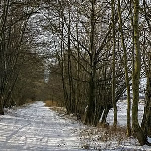 Walking in a WinterWonderland