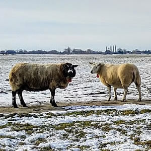 Schapen aan de overkant