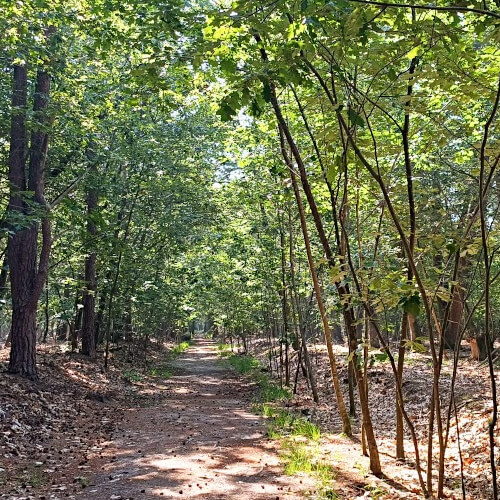 Op Landgoed Schultenwolde wandel ik in het bos Op Landgoed Schultenwolde wandel ik in het bos