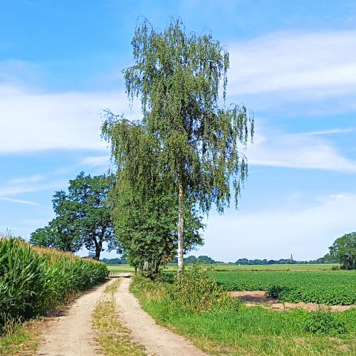 De kerktoren van Geesteren in de verte De kerktoren van Geesteren in de verte
