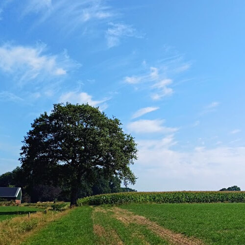 Fraai pad door het weiland en langs het akkerland Fraai pad door het weiland en langs het akkerland