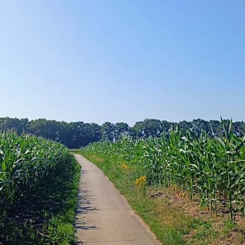 Wandelen tussen de maisvelden Wandelen tussen de maisvelden
