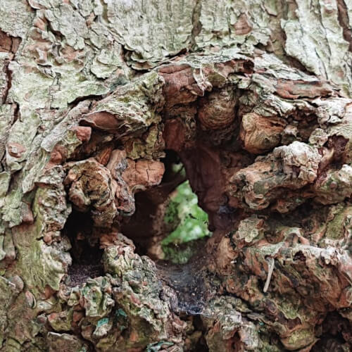 Gat in de boom Gat in de boom