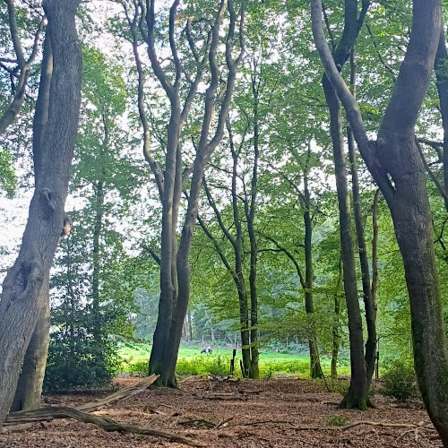 Het Speuldepad is een mooie bos- en heidewandeling Het Speuldepad is een mooie bos- en heidewandeling