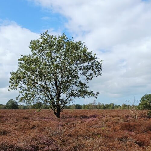 Struinen over de Ermelose heide Struinen over de Ermelose heide