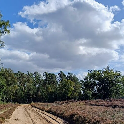Heideveld bij Leuvenum Heideveld bij Leuvenum