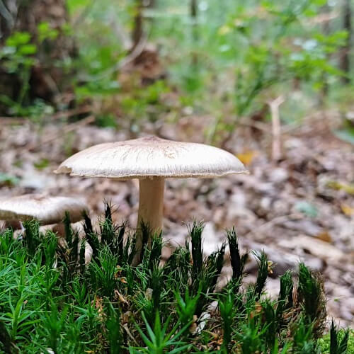 Het is herfst . . . Het is herfst . . .