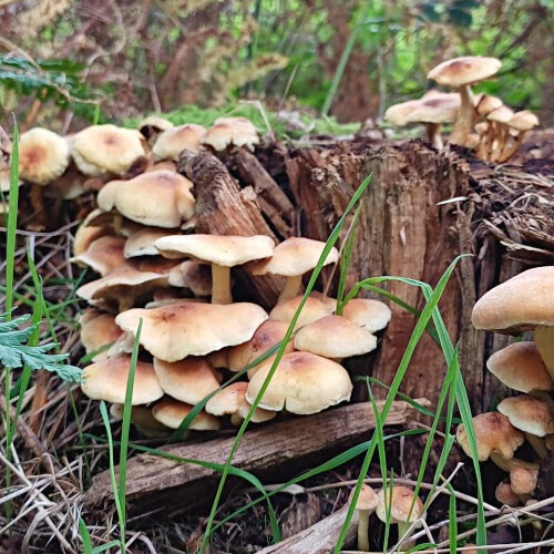 Nog meer paddenstoelen Nog meer paddenstoelen
