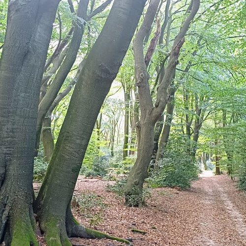 Het Speulderbos Het Speulderbos