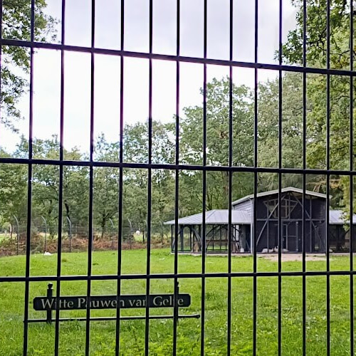 De witte pauwen lopen achter in de volière en pronken niet met hun veren De witte pauwen lopen achter in de volière en pronken niet met hun veren