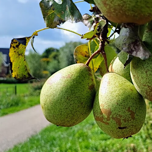 Fruitbomen langs de weg Fruitbomen langs de weg
