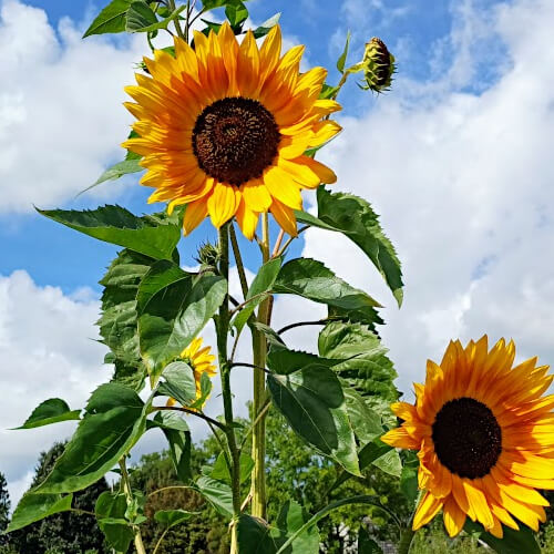 Zonnebloemen Zonnebloemen