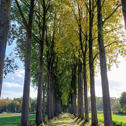 Hoge populieren op de Wijboschbroek-tocht bij Schijndel Hoge populieren op de Wijboschbroek-tocht bij Schijndel