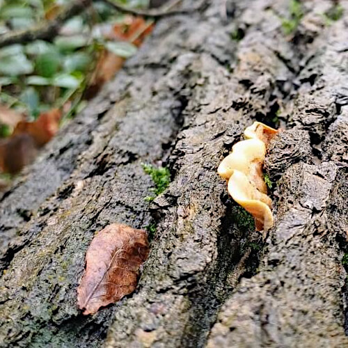 Ieniemienie zwammetjes Ieniemienie zwammetjes