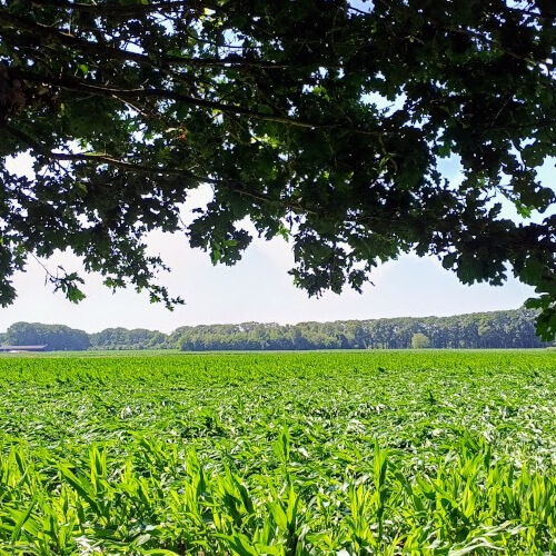 Het noodweer heeft flink huis gehouden op het maisveld Het noodweer heeft flink huis gehouden op het maisveld