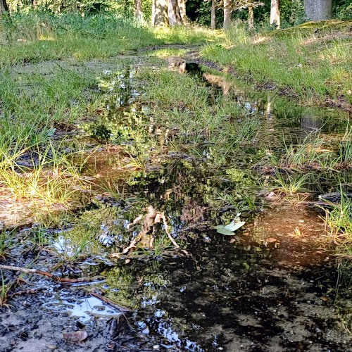 Plassen na de plensbuiten van gisteravond Plassen na de plensbuiten van gisteravond