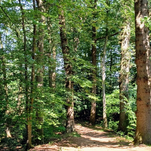 Heuveltje naar beneden lopen Heuveltje naar beneden lopen