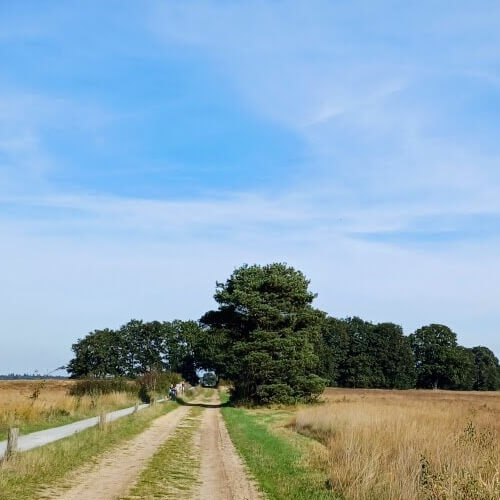 Bijna halverwege de drie kilometer over het Dwingelderveld Bijna halverwege de drie kilometer over het Dwingelderveld
