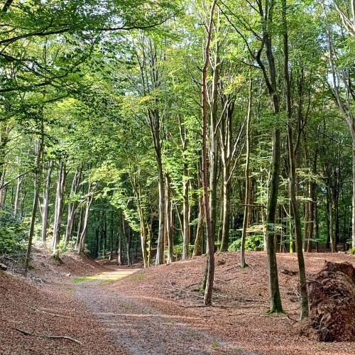 Bomen en het bos Bomen en het bos