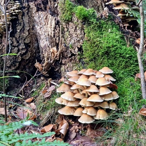 Boomstronk met kleine paddenstoelen Boomstronk met kleine paddenstoelen