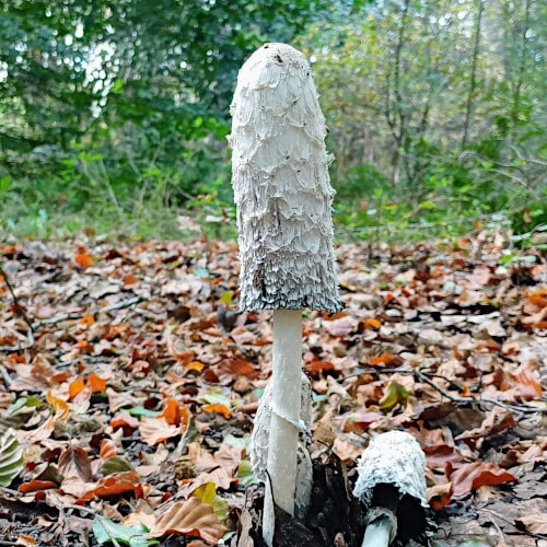 Geschubde inktzwam (Coprinus comatus), ook wel bekend als de grote kale inktzwam Geschubde inktzwam (Coprinus comatus), ook wel bekend als de grote kale inktzwam
