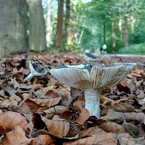 Geen idee welke paddenstoel dit is ?! Geen idee welke paddenstoel dit is ?!