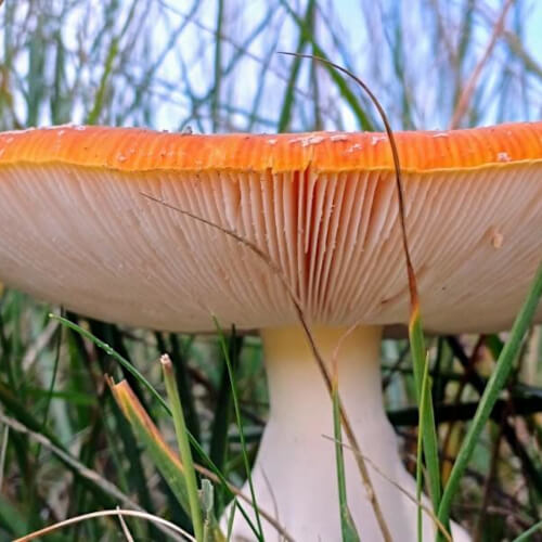Rood met witte stippen Rood met witte stippen