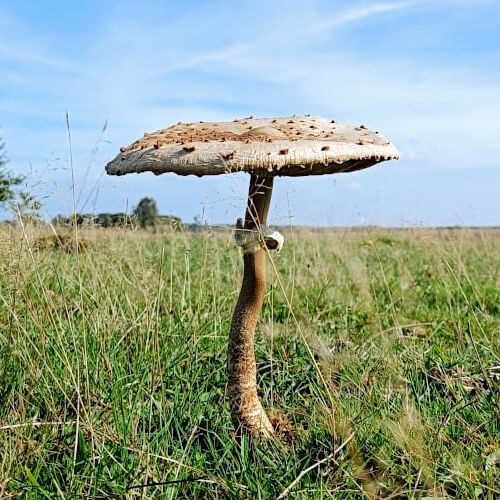 Wat een mooierd is deze grote parasolzwam Wat een mooierd is deze grote parasolzwam