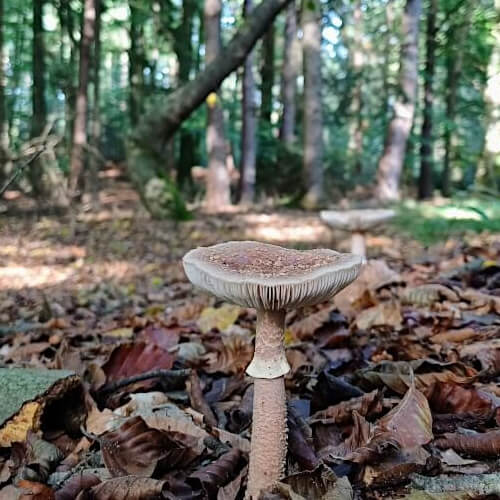 Eenzaam in het bos Eenzaam in het bos