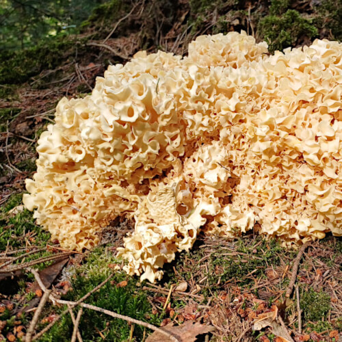 Grote parasolzwam (Macrolepiota procera) ?? Grote parasolzwam (Macrolepiota procera) ??