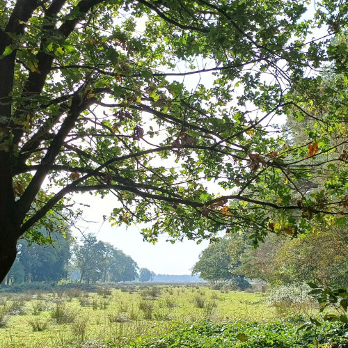 Mooi doorkijkje in het bos Mooi doorkijkje in het bos