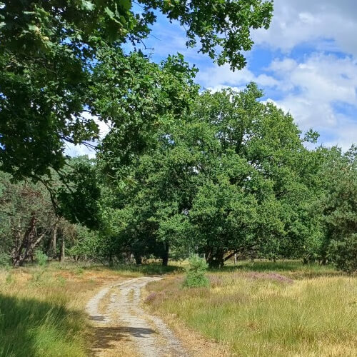 De Kampina is altijd mooi De Kampina is altijd mooi