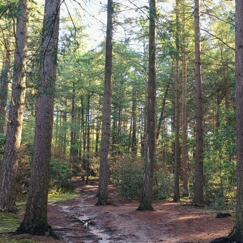 Het Goois Natuurreservaat