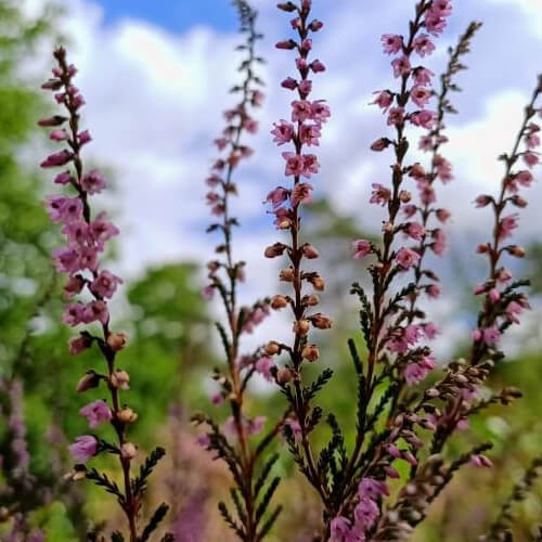 De heide bloeit al een beetje