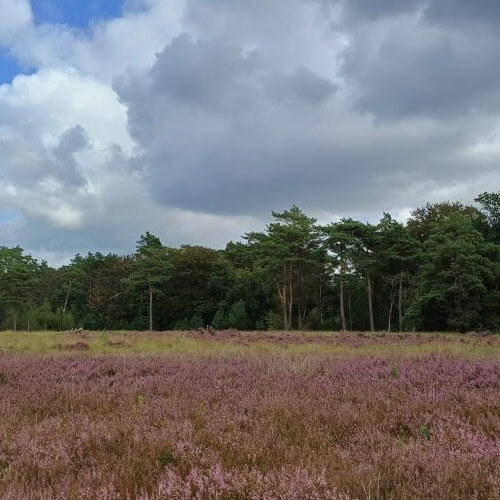 Heideveld in het Maartensdijkse bos