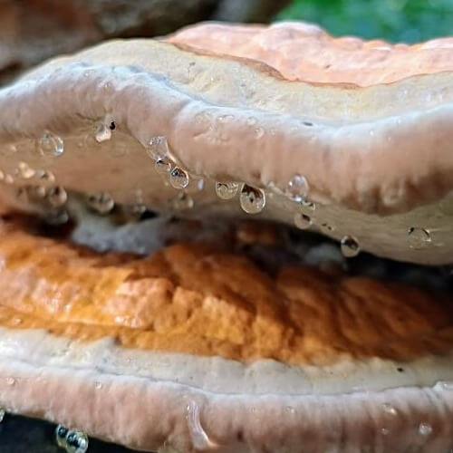 Close-up van de waterdruppels