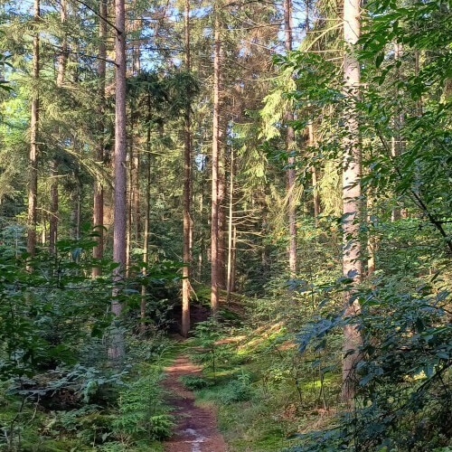 Gewoon een mooie boswandeling