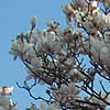 Magnolia in volle bloei ... Mooi !!!