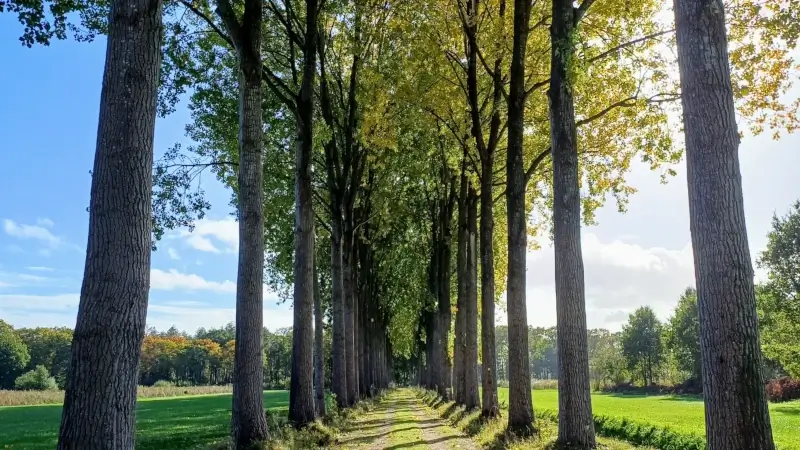 FOTO: Wandelen in natuurgebied Wijboschbroek