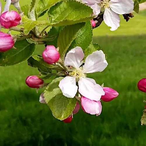 Betuwe
