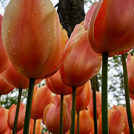 Bollenstreek
