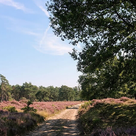 Wandelen door het bos en over de heide