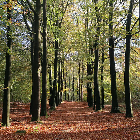 Boswandelingen